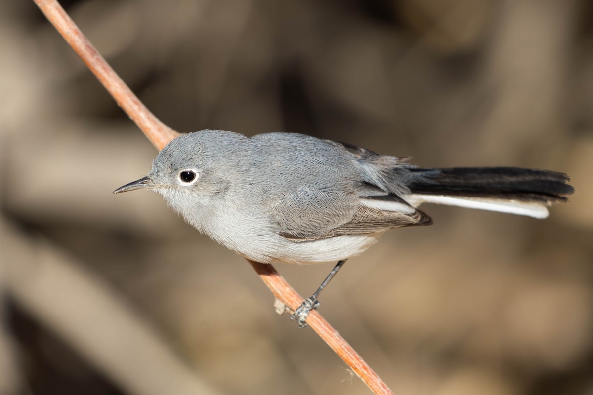 Комароловка сиза - ML647564269