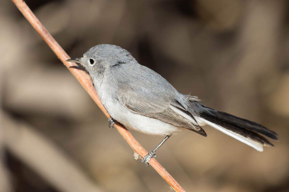 Комароловка сиза - ML647564270