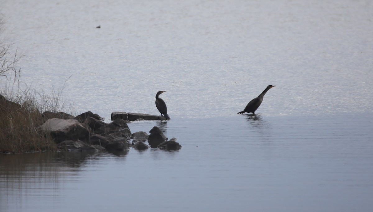 totoppskarv - ML647564272