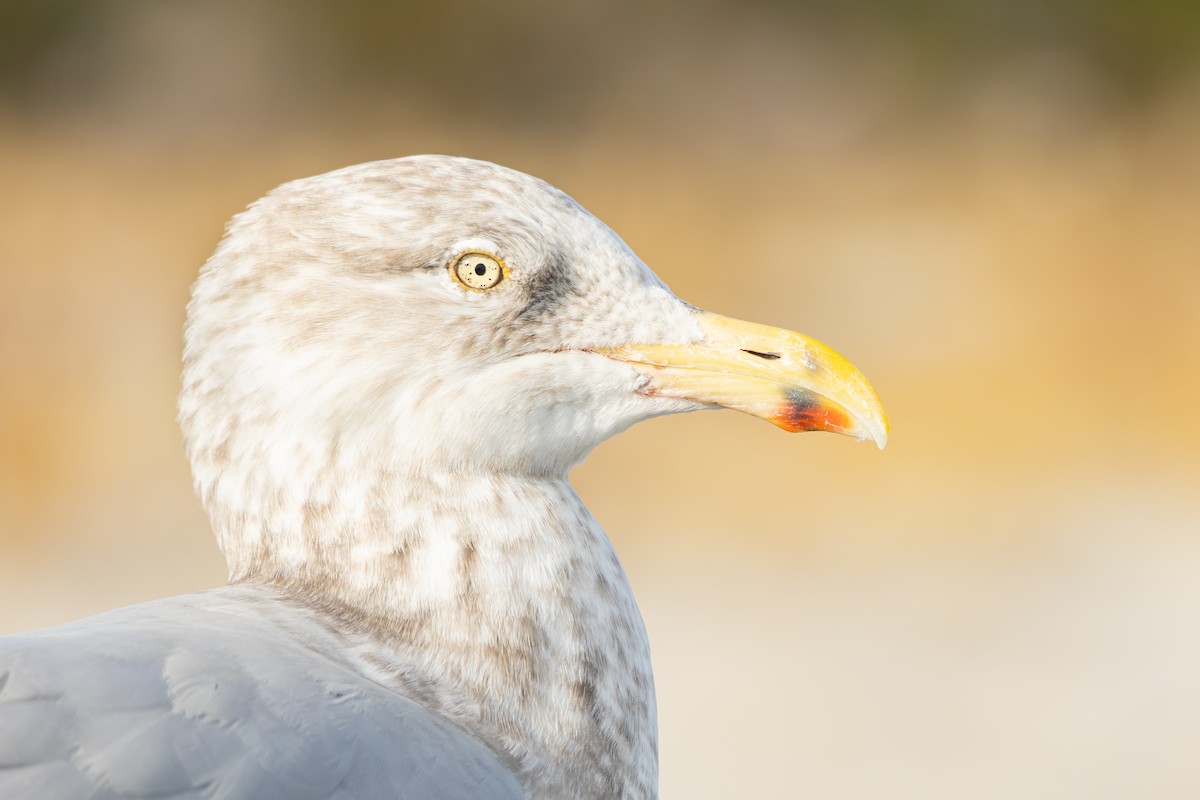 American Herring Gull - ML647564295