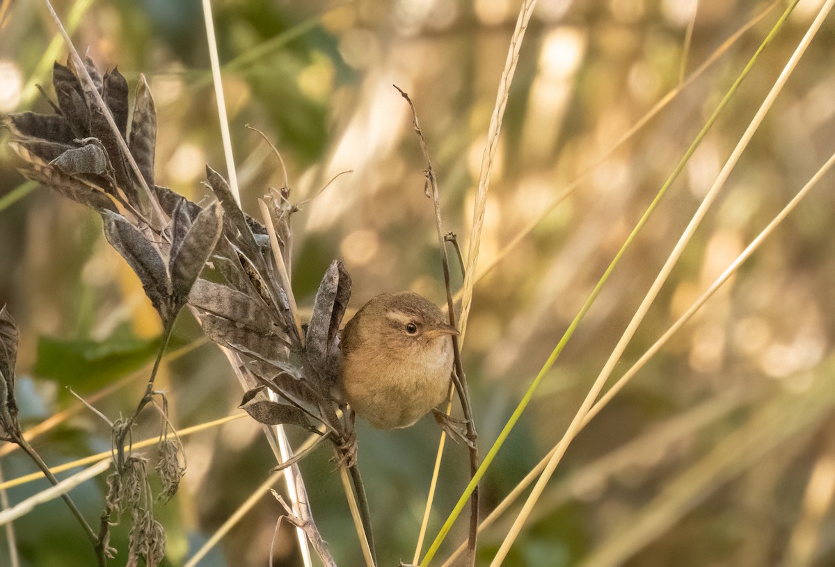 Grass Wren (Paramo) - ML647564298