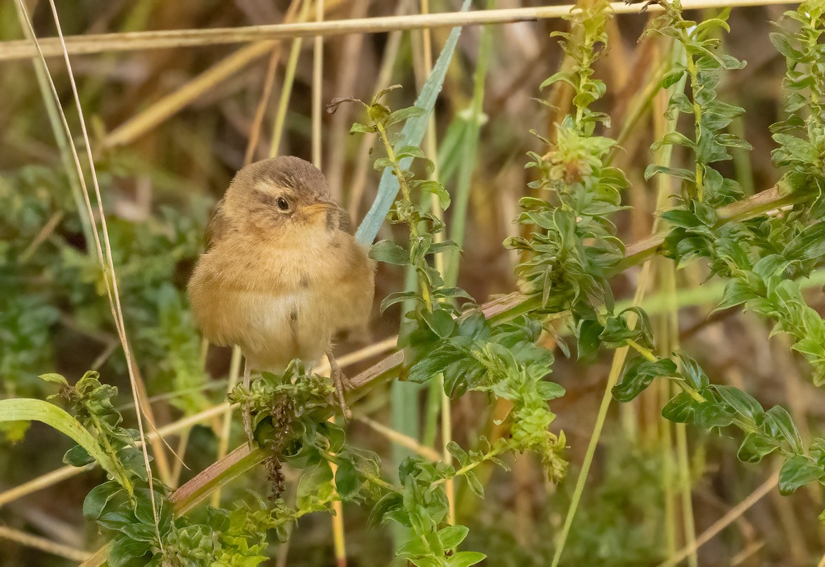 Grass Wren (Paramo) - ML647564299
