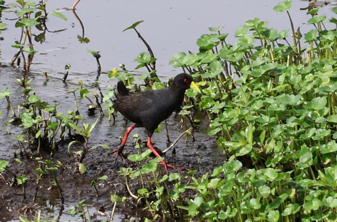 svartrikse - ML647564301