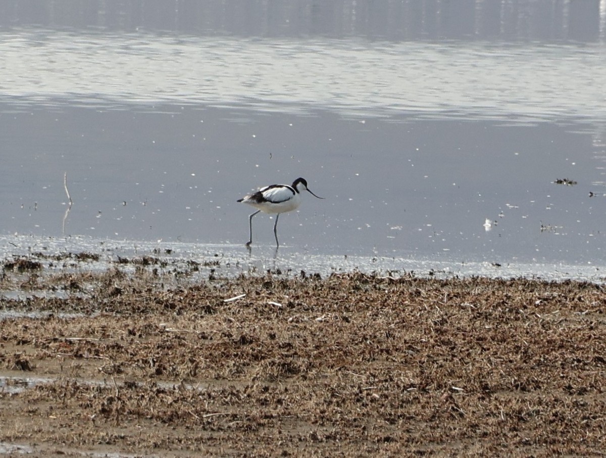 Pied Avocet - ML647564313