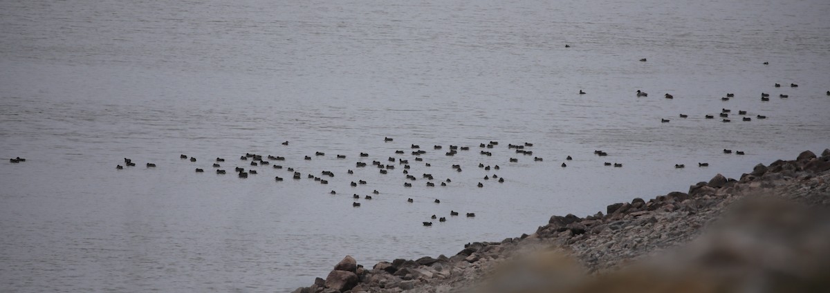 Green-winged Teal - ML647564314