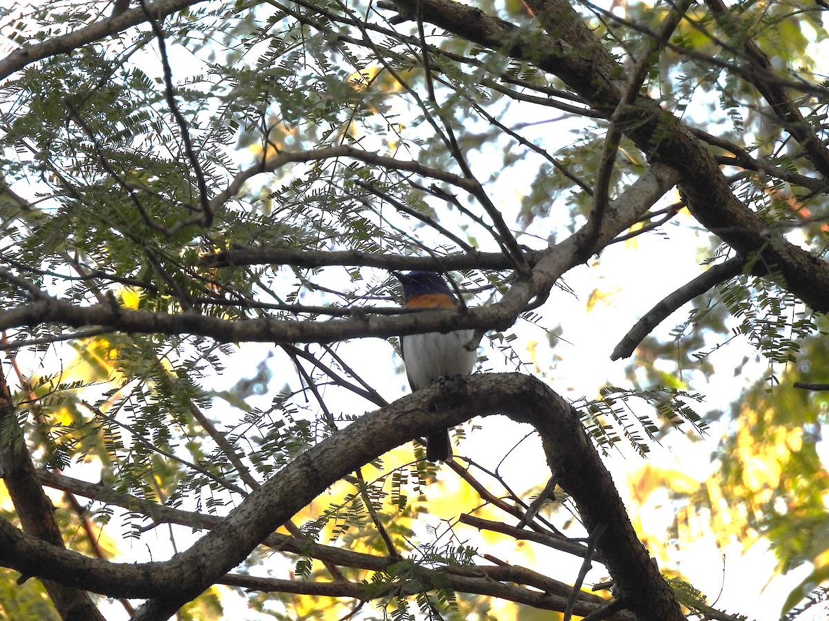 Blue-throated Flycatcher - ML647564315