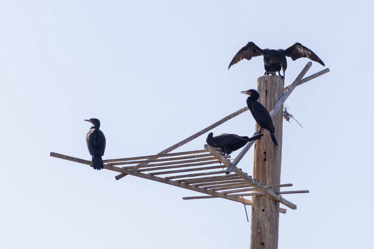 totoppskarv - ML647564316