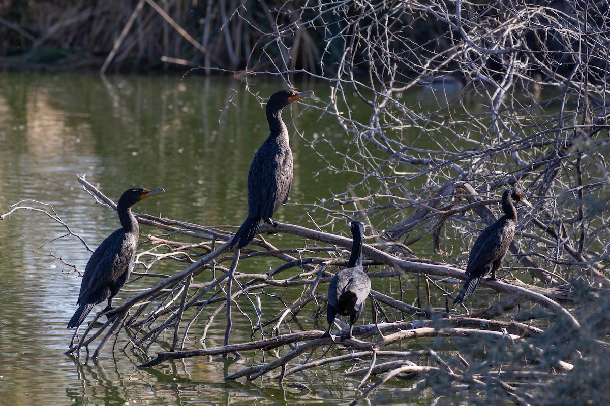 totoppskarv - ML647564318