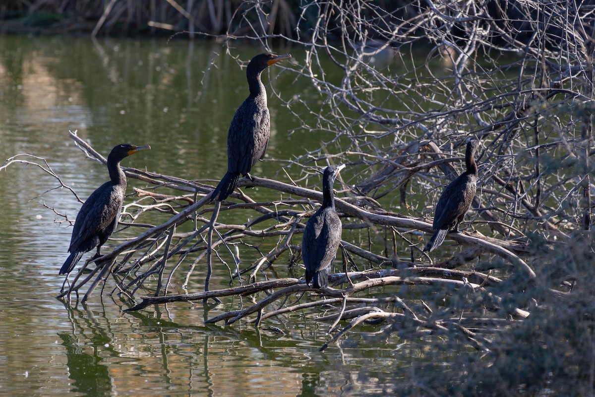 Double-crested Cormorant - ML647564319