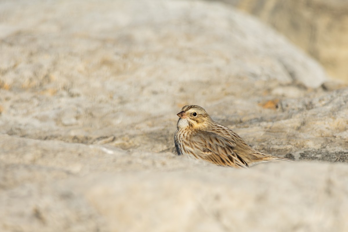 Savannah Sparrow (Ipswich) - ML647564321