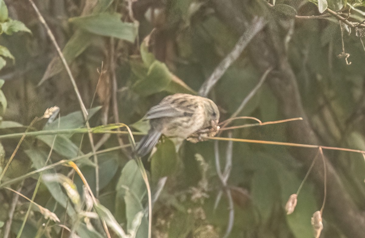 Band-tailed Seedeater - ML647564325