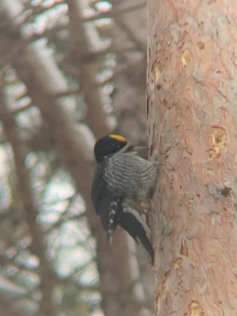 Black-backed Woodpecker - ML647564326
