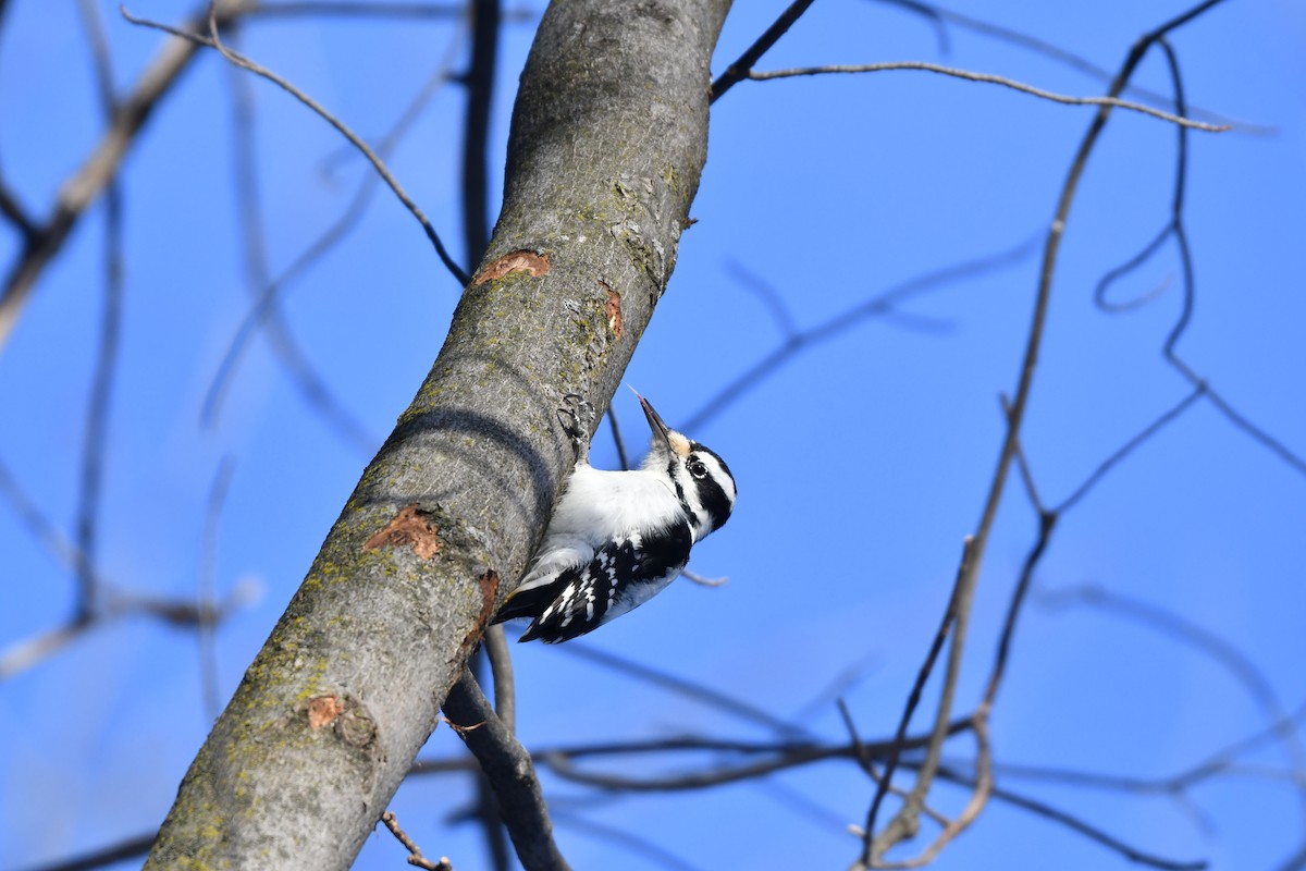 Hairy Woodpecker - ML647564330