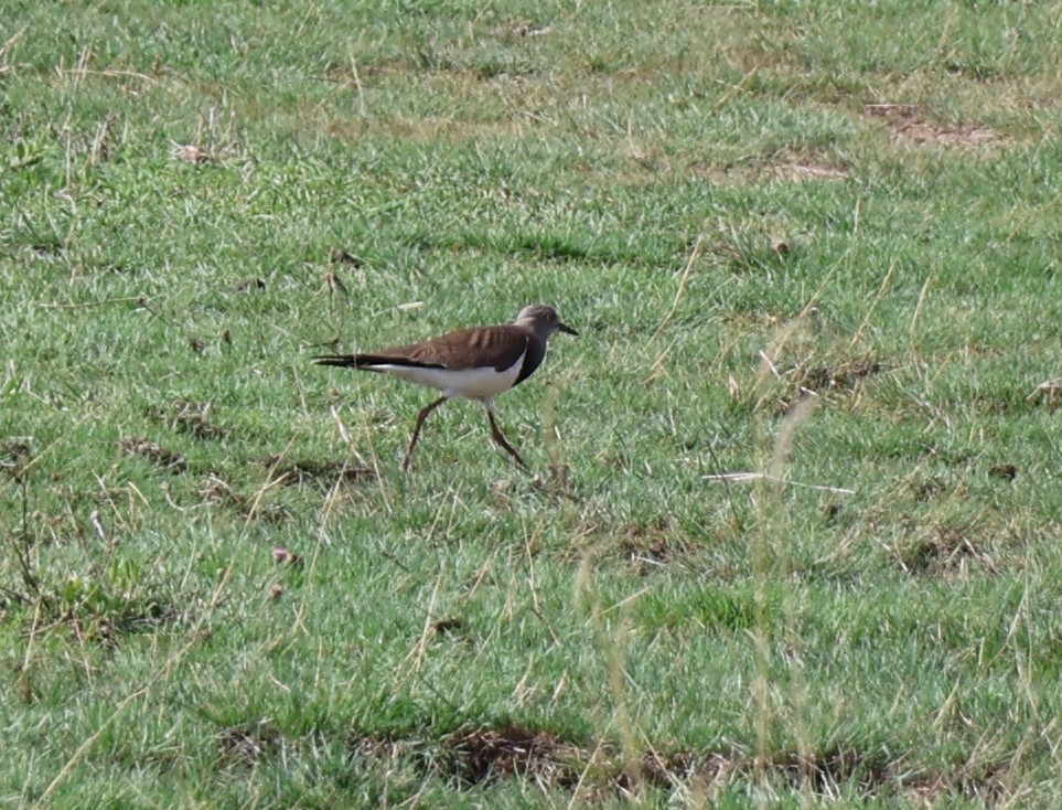 Black-winged Lapwing - ML647564331