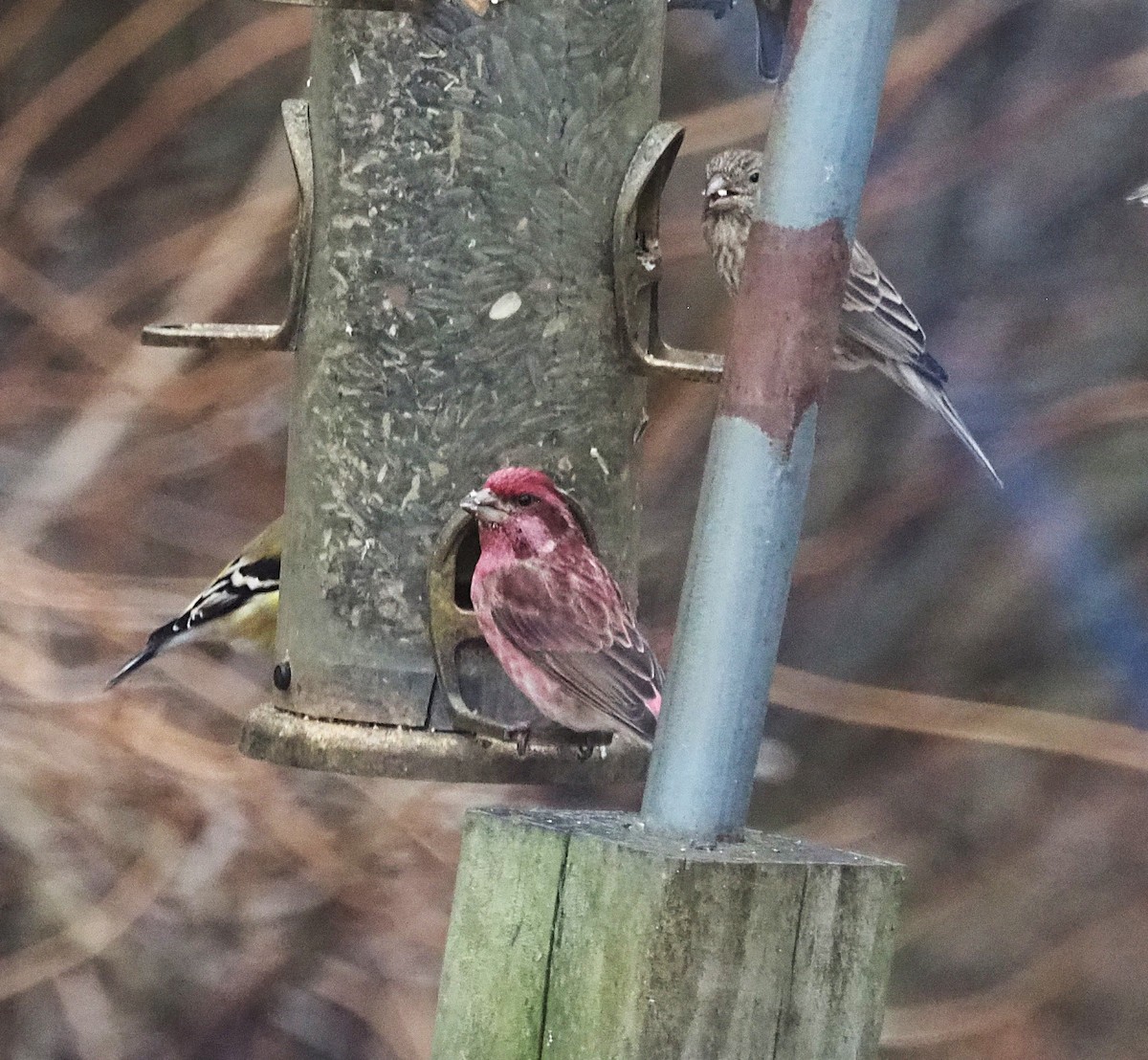 Purple Finch - ML647564336