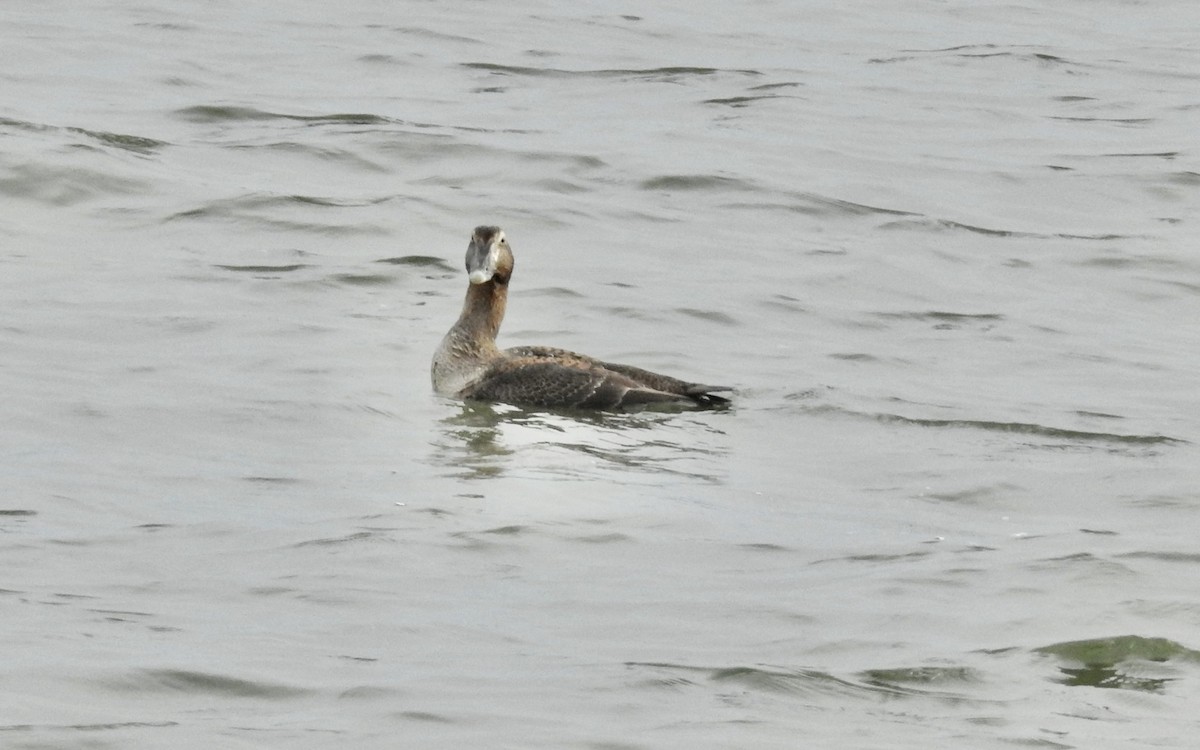 Common Eider - ML647564338