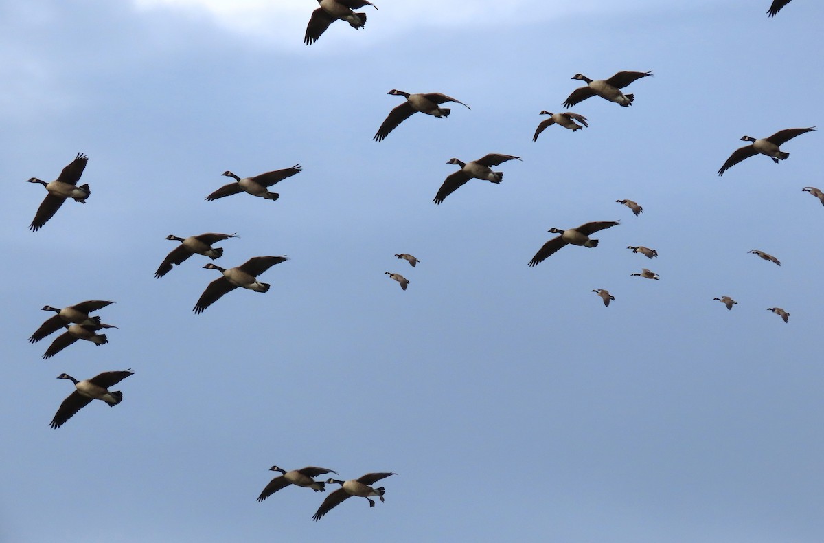 Canada Goose - ML647564342