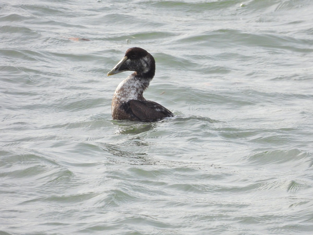 Common Eider - ML647564343