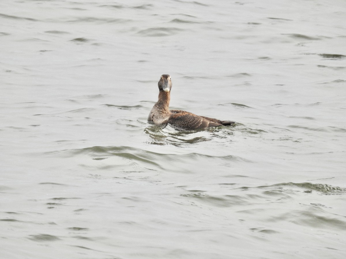 Common Eider - ML647564346