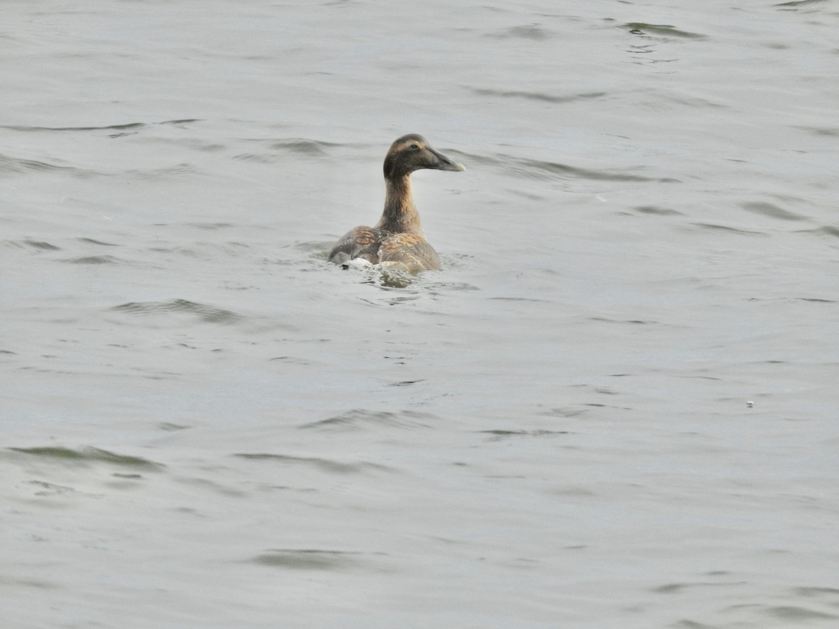 Common Eider - ML647564348