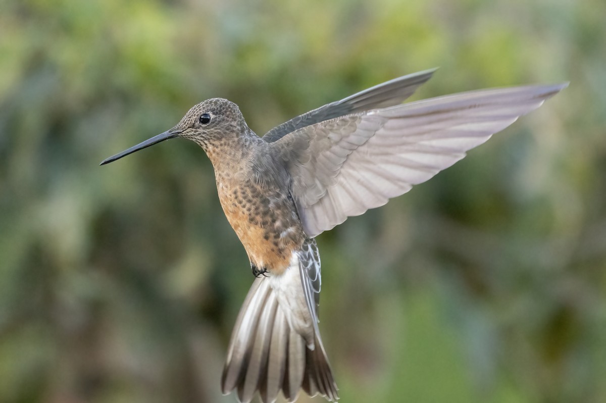 Giant Hummingbird - ML647564349