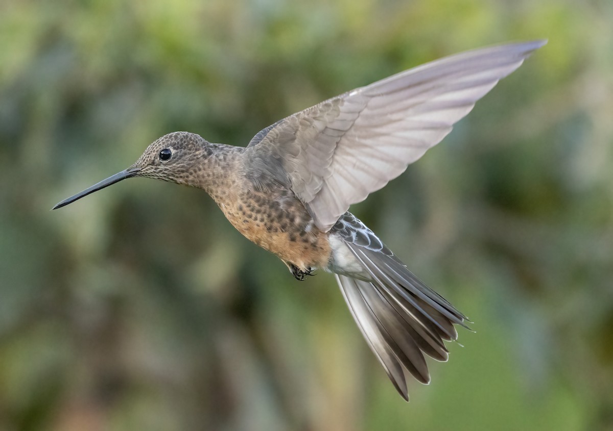 Giant Hummingbird - ML647564350