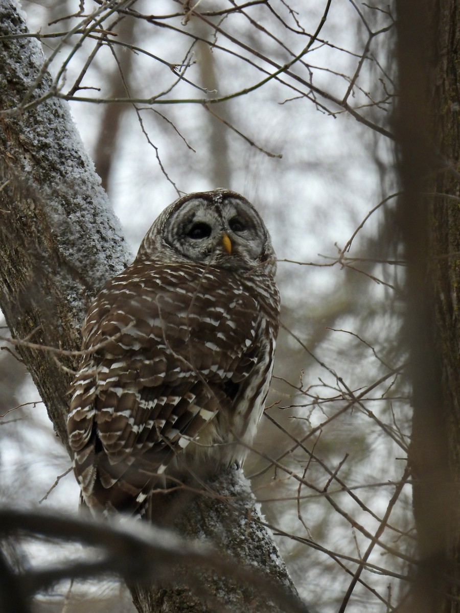 Barred Owl - ML647564351