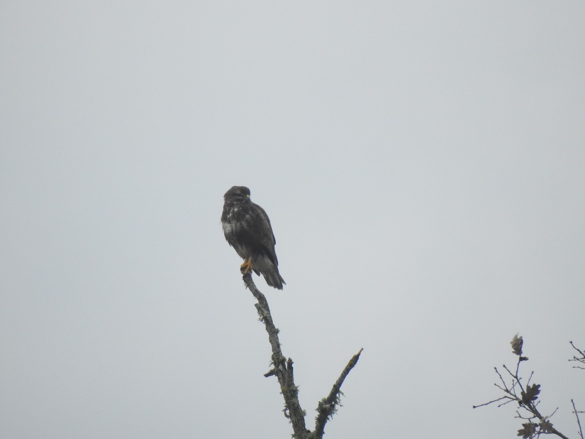 Common Buzzard - ML647564352