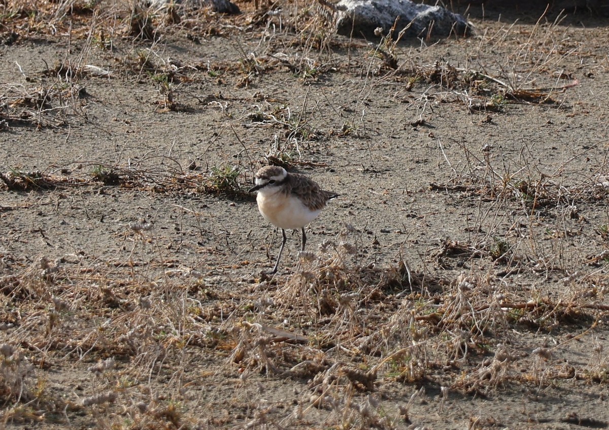 Kittlitz's Plover - ML647564354