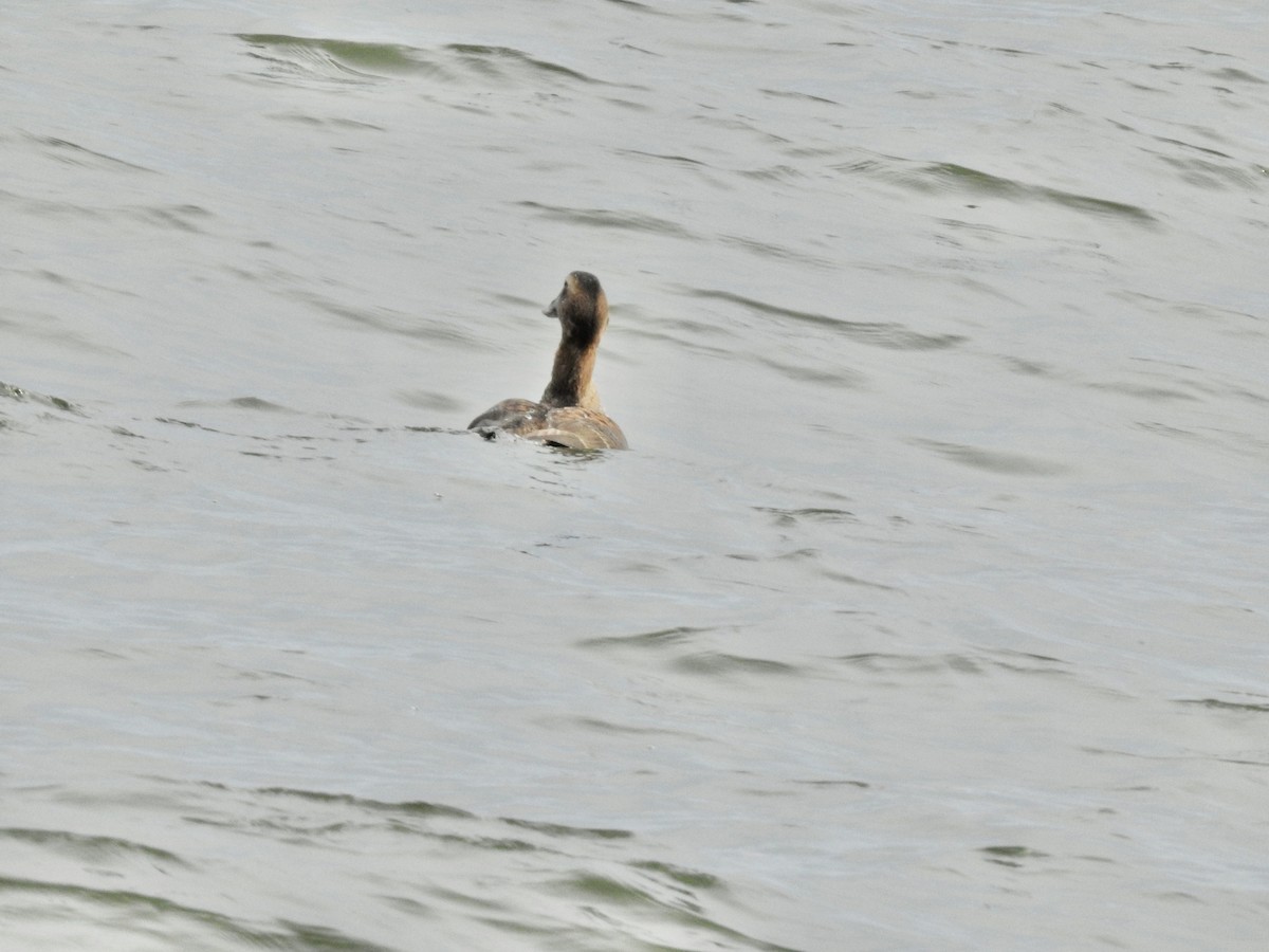 Common Eider - ML647564355