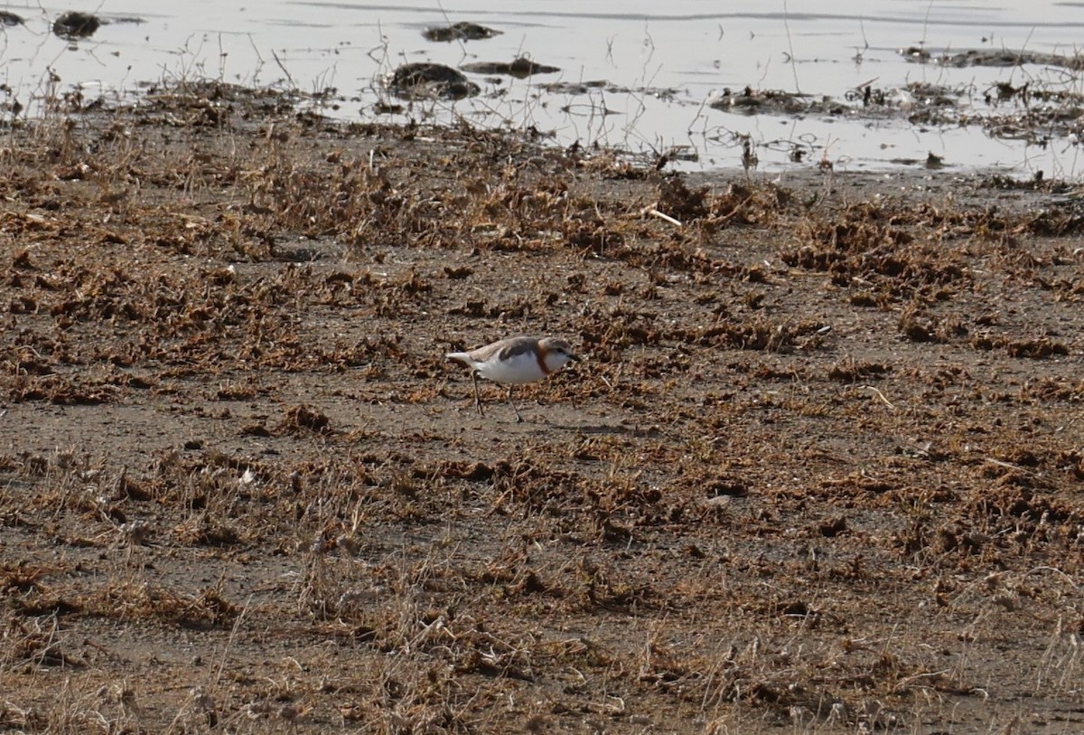 Chestnut-banded Plover - ML647564357