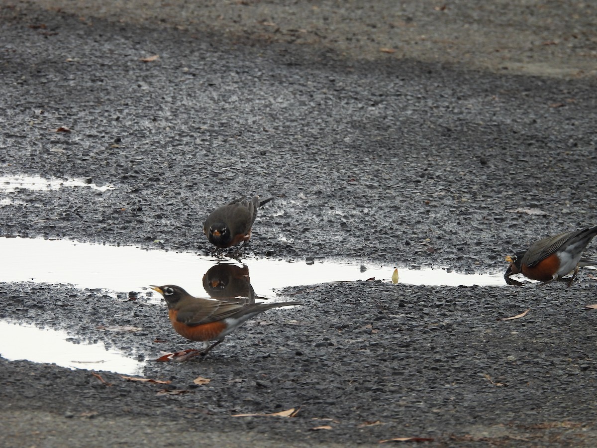 American Robin - ML647564360