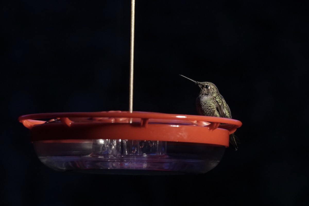 Anna's Hummingbird - ML647564365