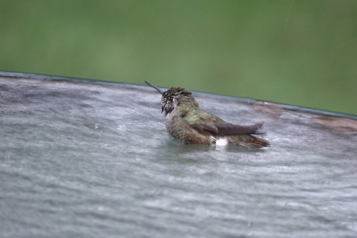 Anna's Hummingbird - ML647564366