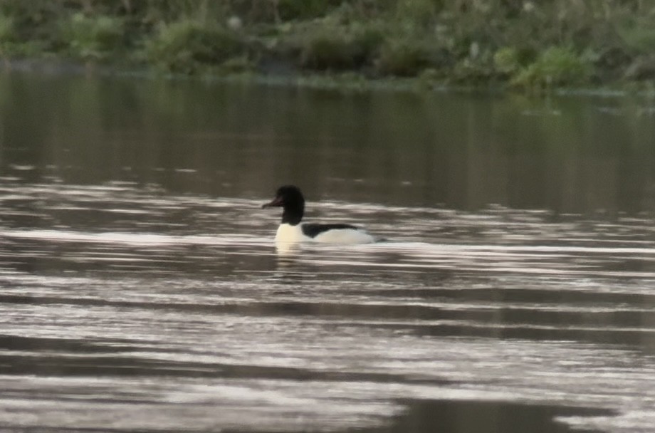 Common Merganser - ML647564370