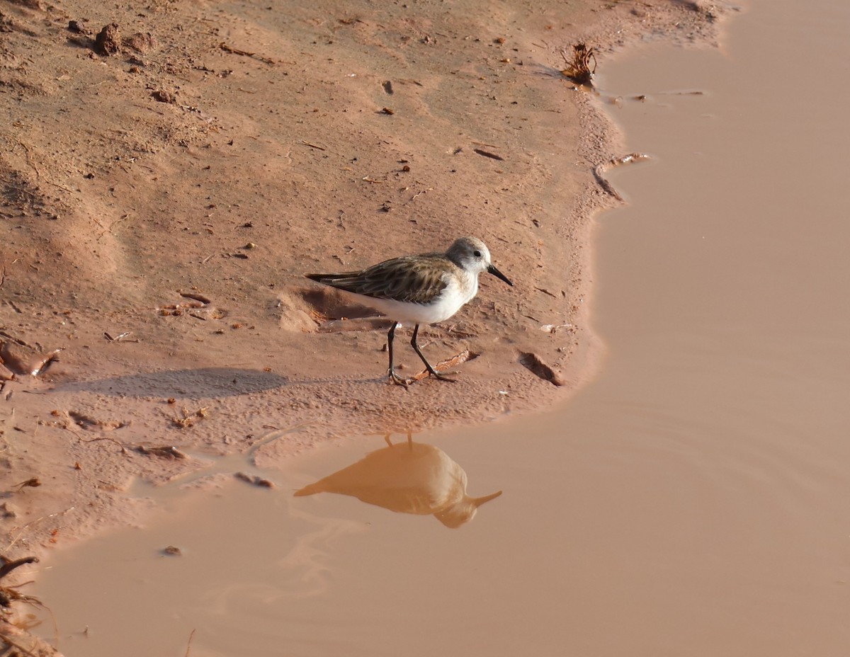 Little Stint - ML647564371
