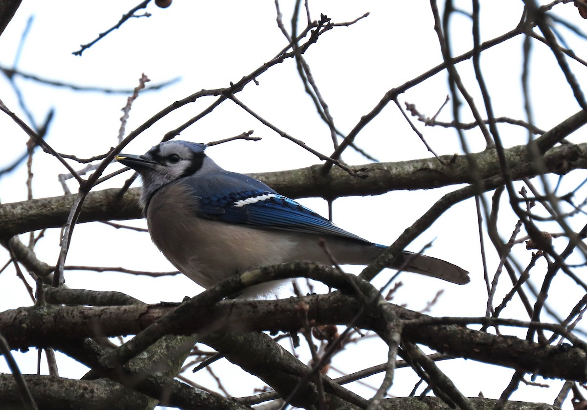 sojka chocholatá - ML647564383