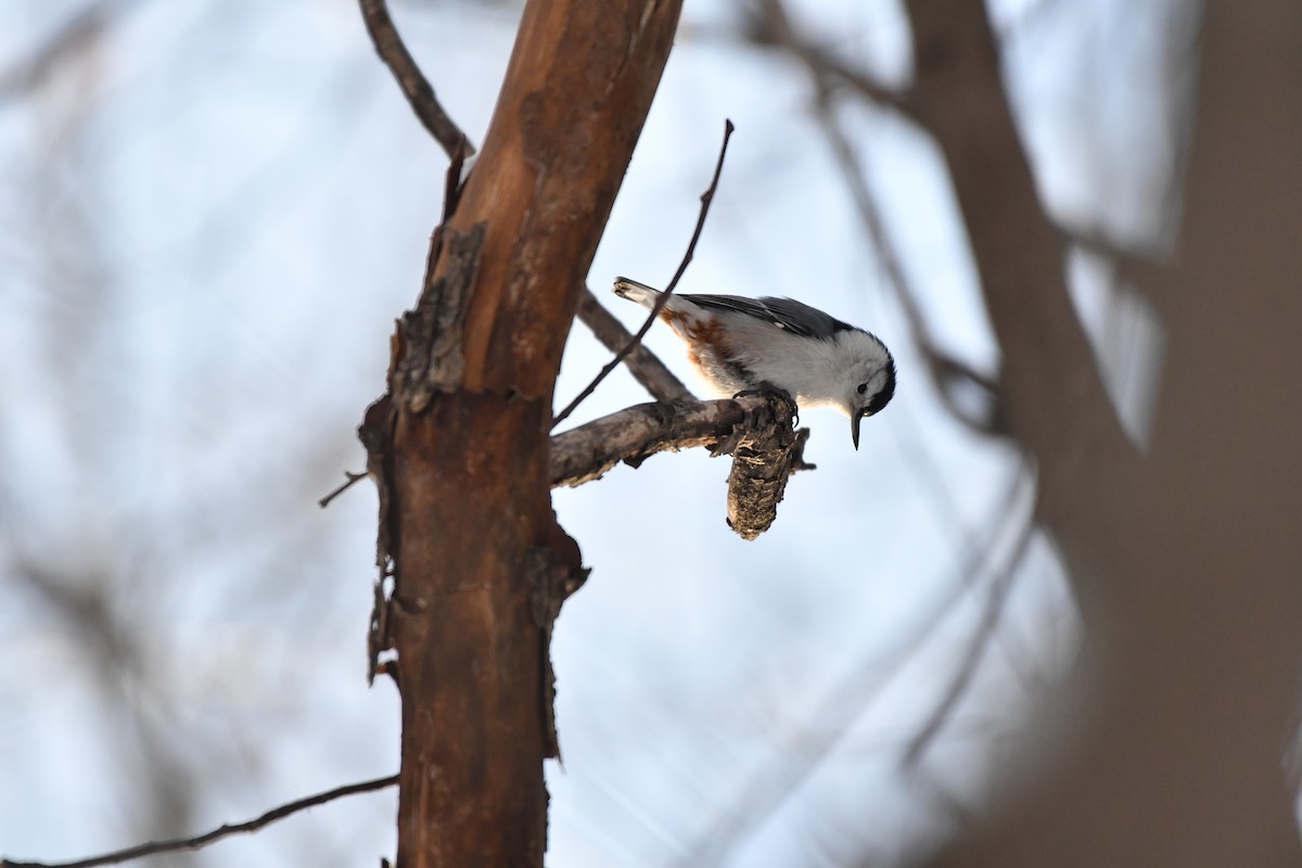 Sittelle à poitrine blanche - ML647564392