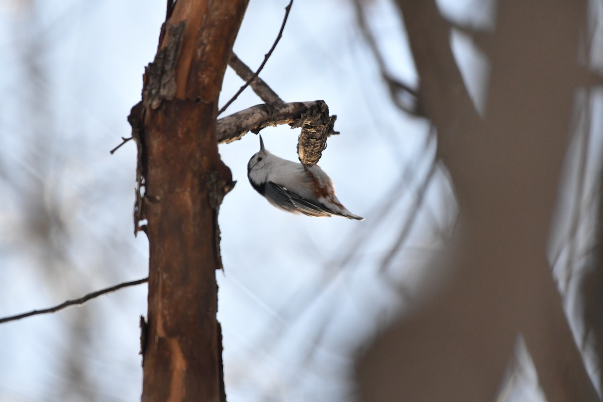 Sittelle à poitrine blanche - ML647564393