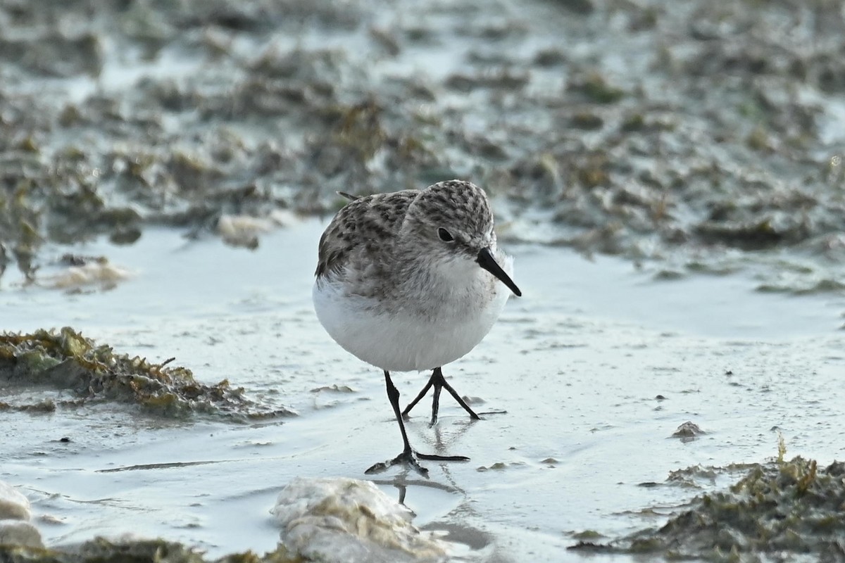 Küçük Kumkuşu - ML647564395