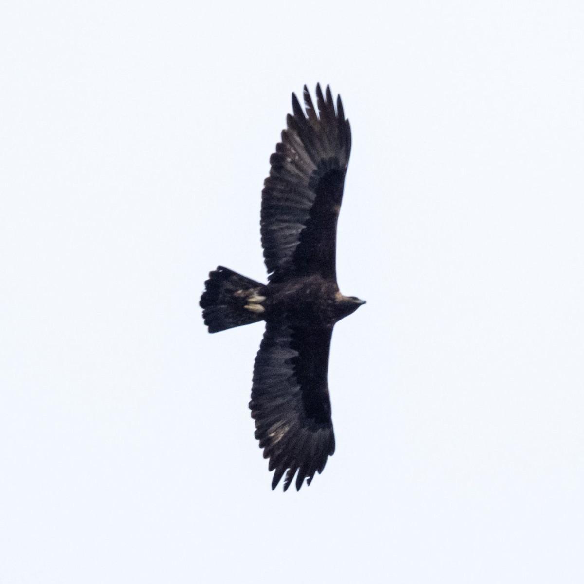 Golden Eagle - ML647564402