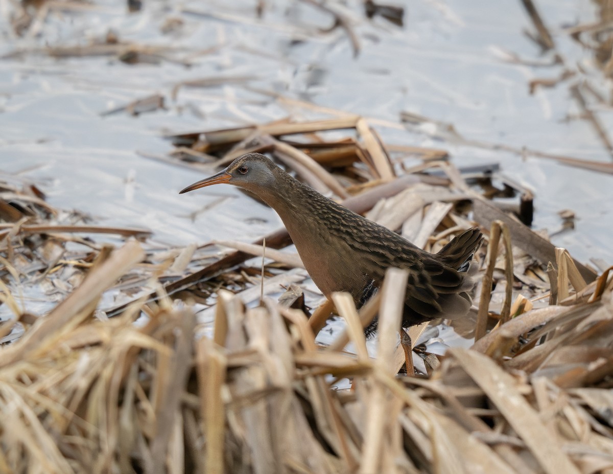 grynterikse - ML647564406