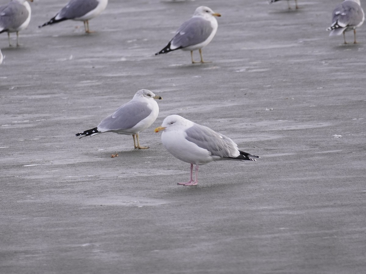 American Herring Gull - ML647564419