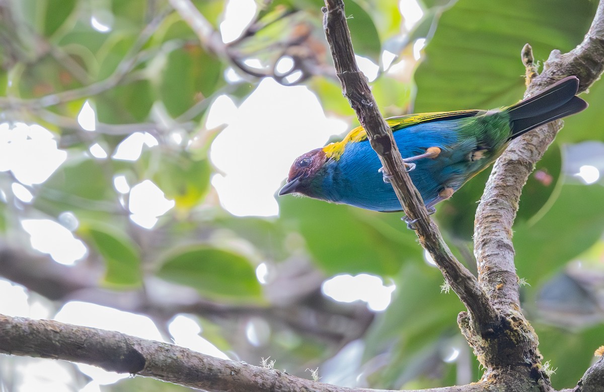 Tangara Cabecibaya (Pechiazul) - ML647564424