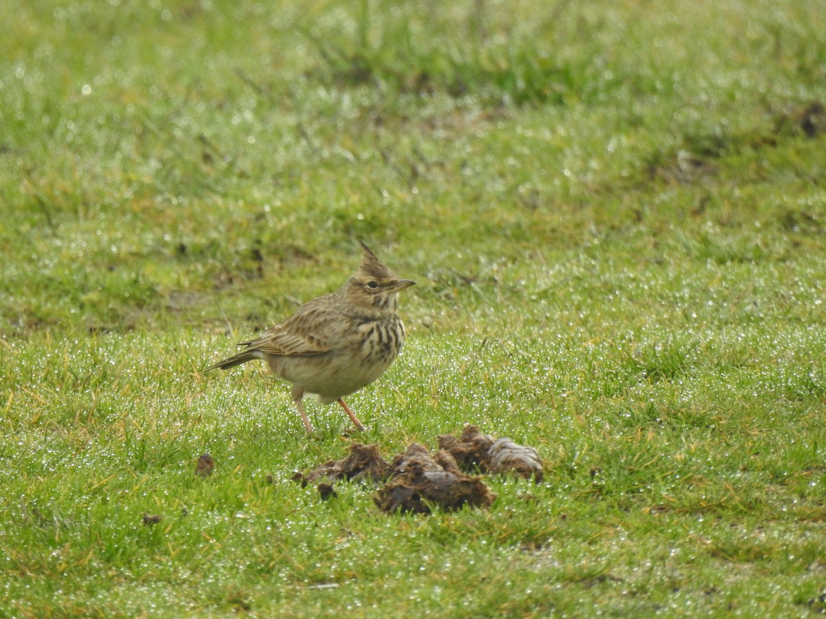 Crested Lark - ML647564430