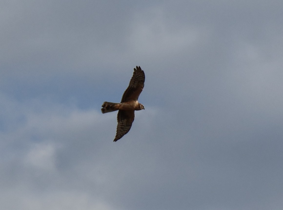 Aguilucho Papialbo - ML647564436