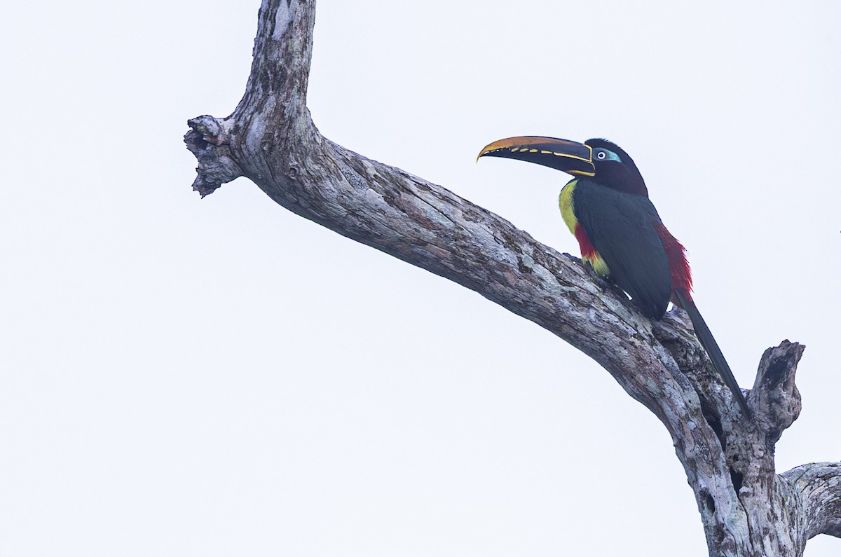 arassari hnědouchý - ML647564439