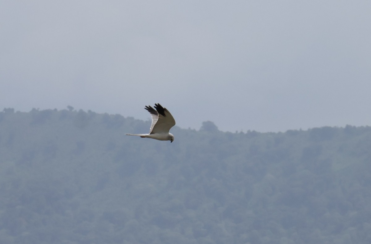 Aguilucho Papialbo - ML647564441