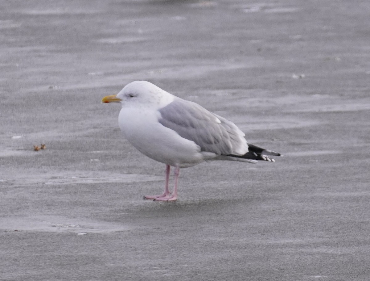 American Herring Gull - ML647564447