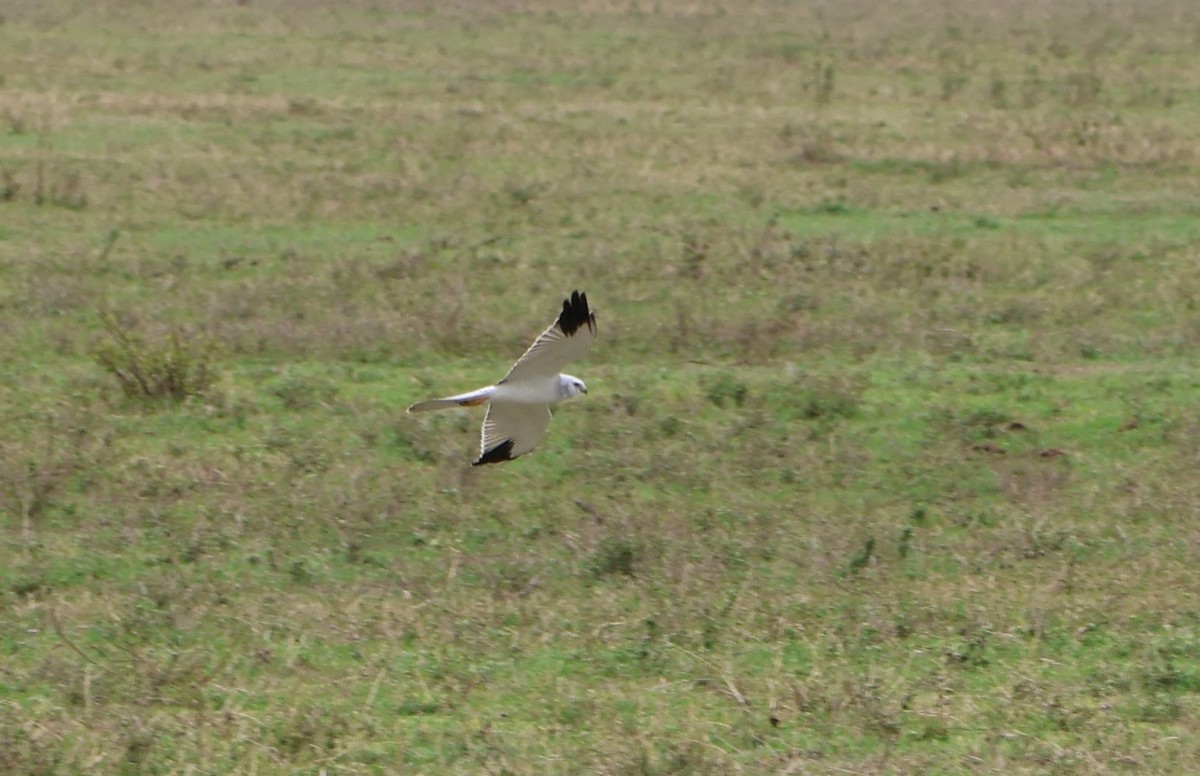 Aguilucho Papialbo - ML647564448